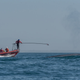 Researchers deploying a digital heart rate recording tag as a blue whale surfaces to breathe.